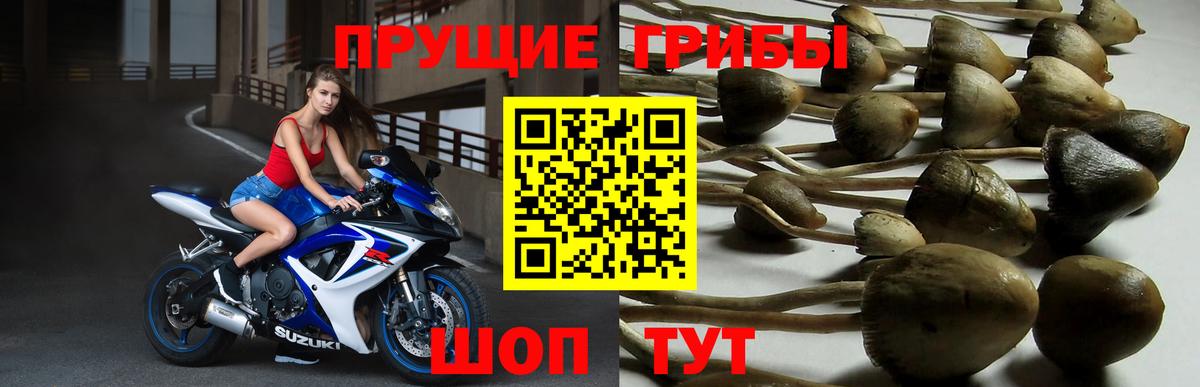 Новоуральск  Галлюциногенные грибы прущие грибы  Вход с VPN 